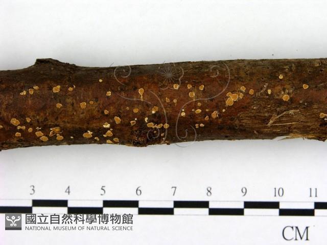 登錄號:F0000325藏品圖，第3張