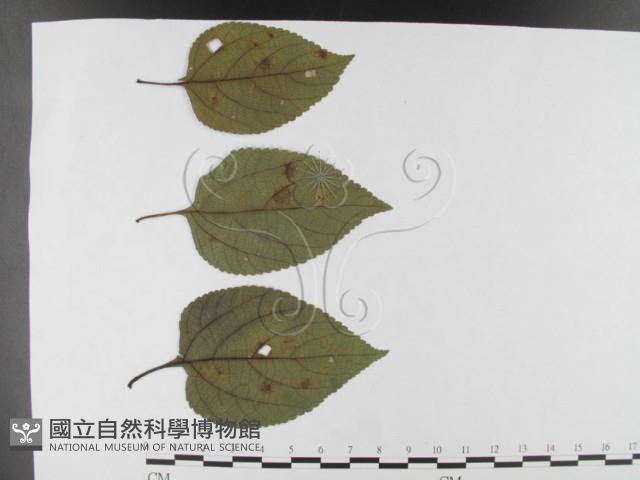 登錄號:F0026325藏品圖，第1張