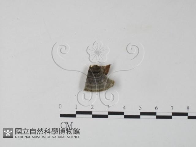 雲芝藏品圖，第3張