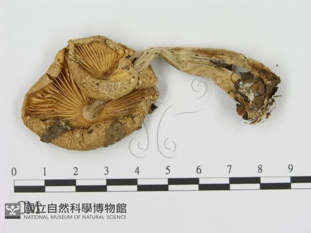 登錄號:F0016325藏品圖，第3張