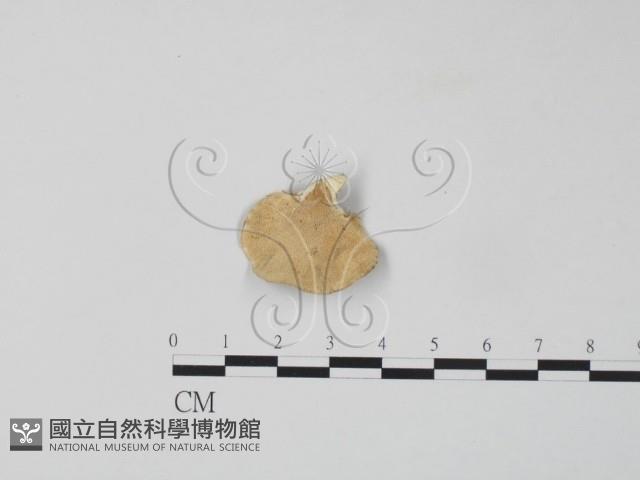 雲芝藏品圖，第3張