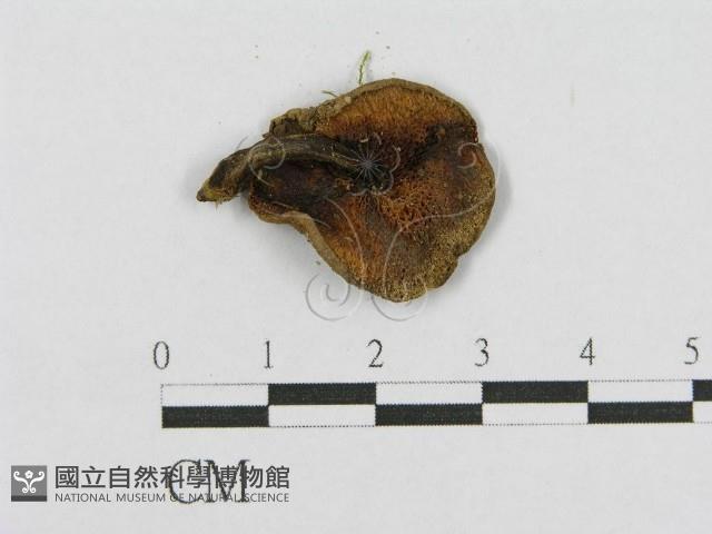 登錄號:F0012325藏品圖，第3張