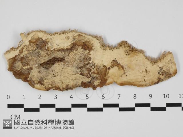 登錄號:F0032325藏品圖，第3張