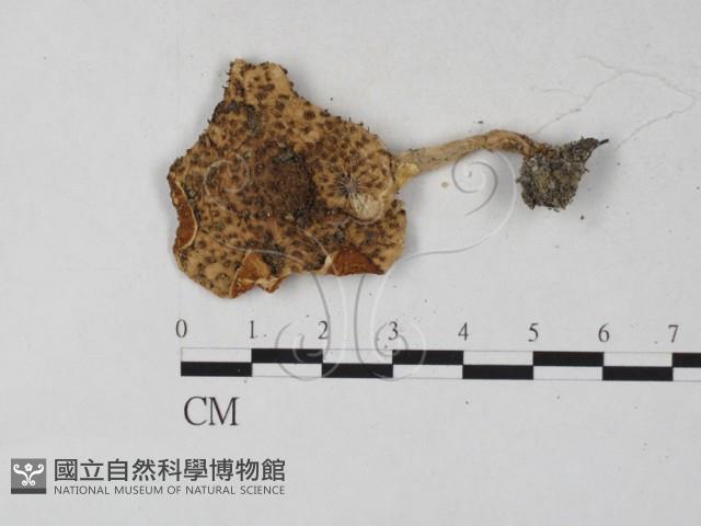 登錄號:F0027325藏品圖，第3張