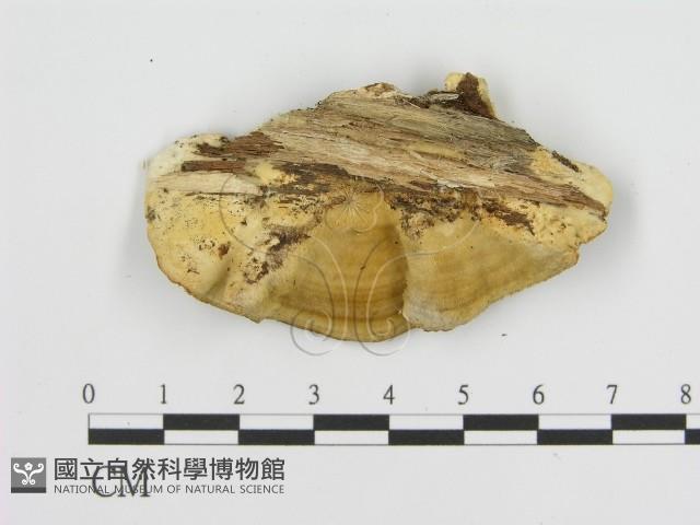 登錄號:F0017325藏品圖，第3張