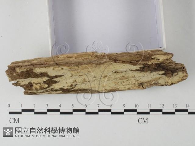 登錄號:F0025325藏品圖，第3張