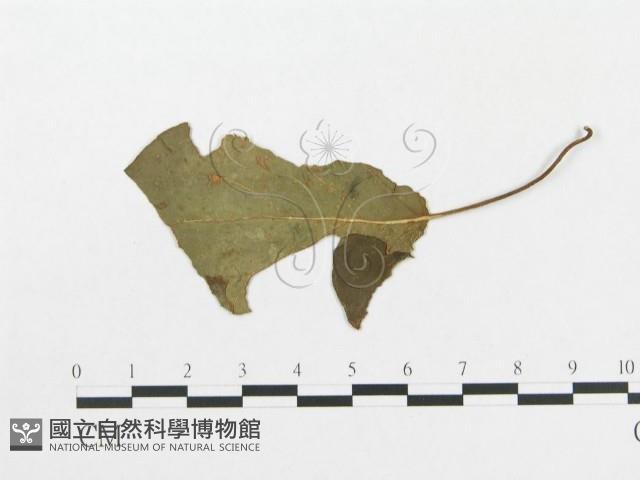 登錄號:F0019325藏品圖，第1張