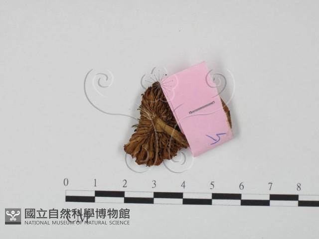 登錄號:F0013325藏品圖，第3張