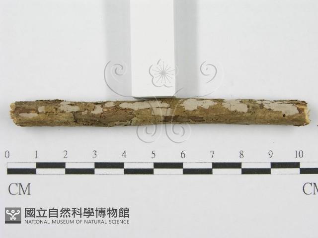 筍殼菌屬藏品圖，第3張