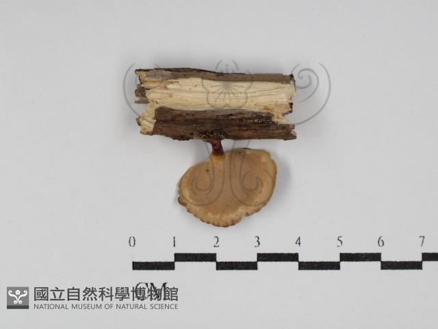 小孔菌屬藏品圖，第3張