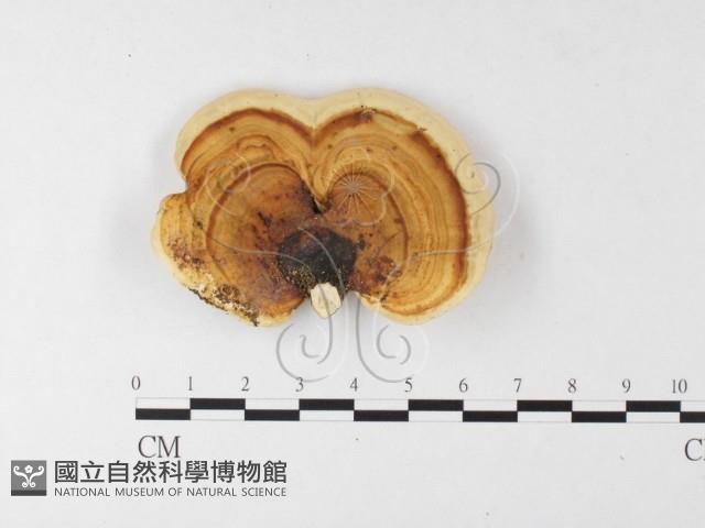 相鄰小孔菌藏品圖，第1張