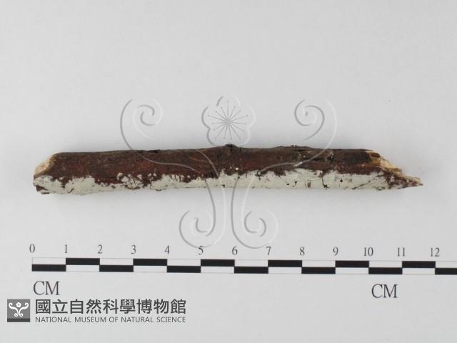 登錄號:F0022205藏品圖，第3張