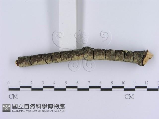 登錄號:F0012205藏品圖，第3張