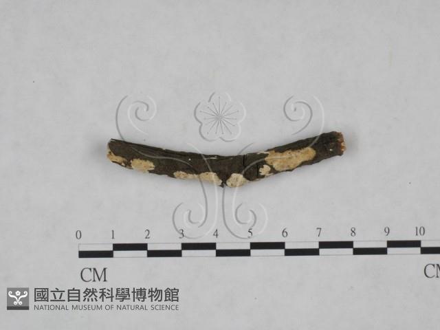 登錄號:F0025205藏品圖，第3張