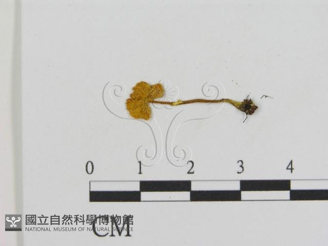 登錄號:F0013205藏品圖，第3張