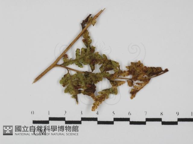 登錄號:F0028805藏品圖，第1張