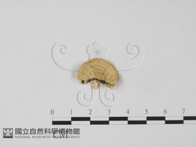 登錄號:F0018805藏品圖，第3張