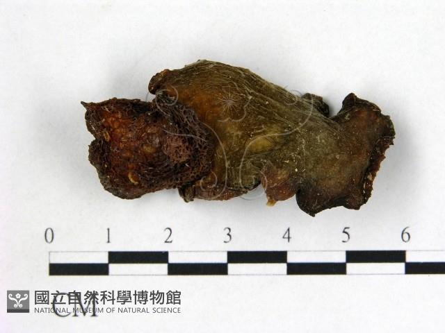 皺木耳藏品圖，第3張