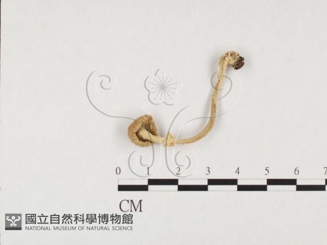 鵝膏屬藏品圖，第3張