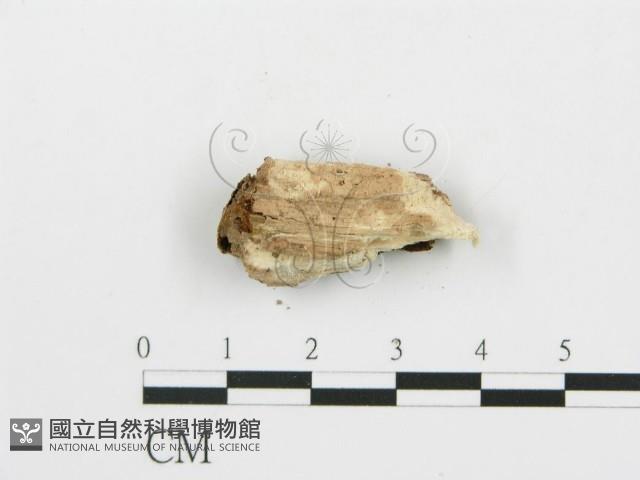 登錄號:F0016805藏品圖，第3張
