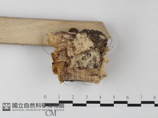 登錄號:F0021805藏品圖，第3張