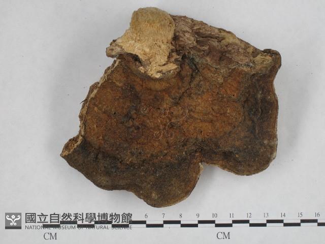 登錄號:F0004805藏品圖，第3張