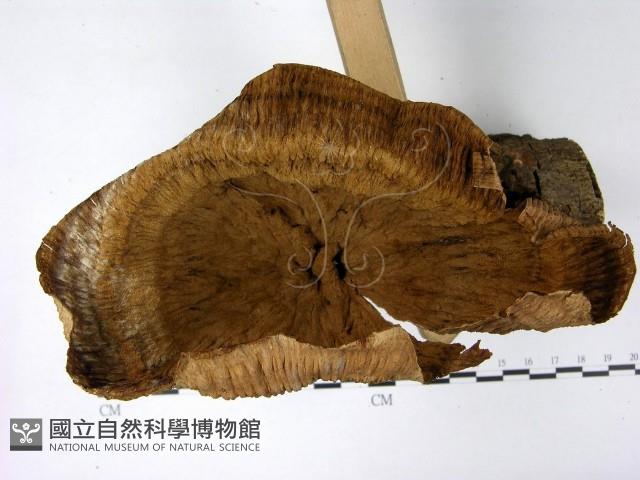 優雅波邊革菌藏品圖，第3張