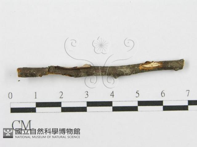 筍殼菌屬藏品圖，第3張