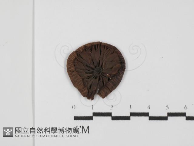 登錄號:F0025805藏品圖，第3張