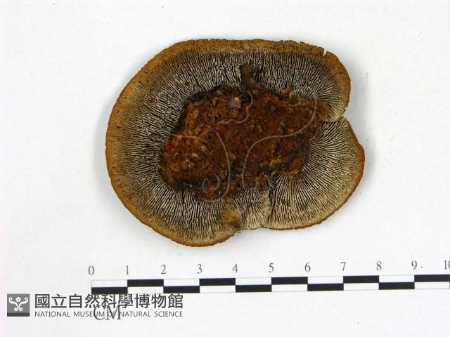 登錄號:F0005805藏品圖，第3張