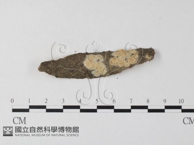 登錄號:F0015805藏品圖，第1張