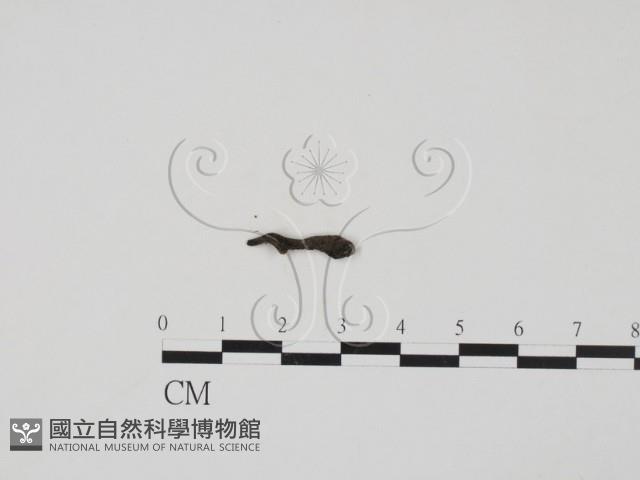 登錄號:F0009805藏品圖，第3張