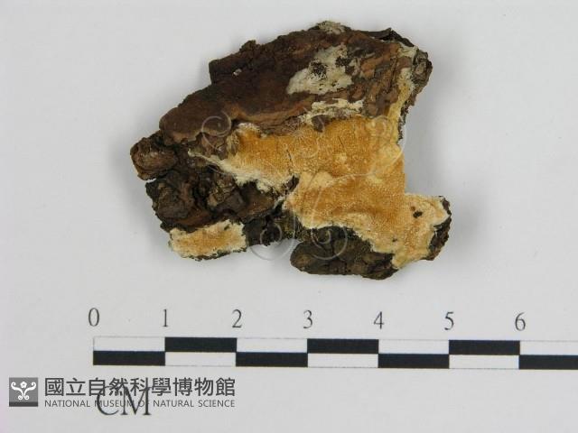 登錄號:F0019805藏品圖，第1張