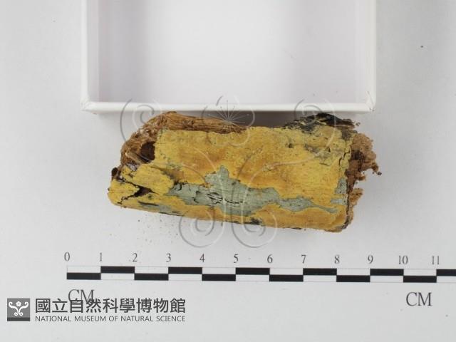 射脈菌屬藏品圖，第3張