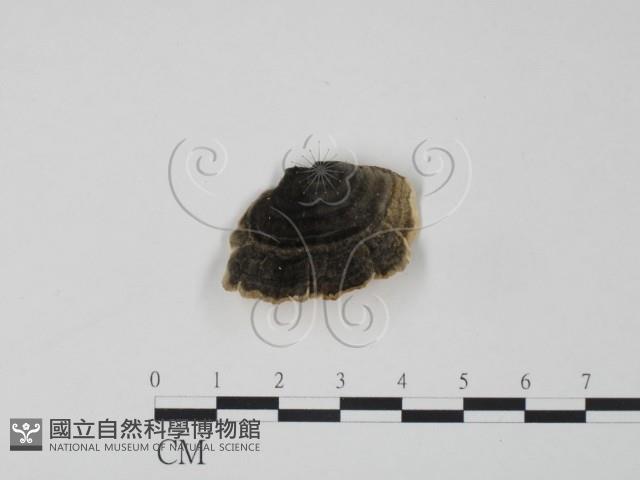 雲芝藏品圖，第3張