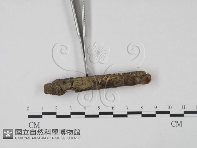 登錄號:F0013805藏品圖，第3張