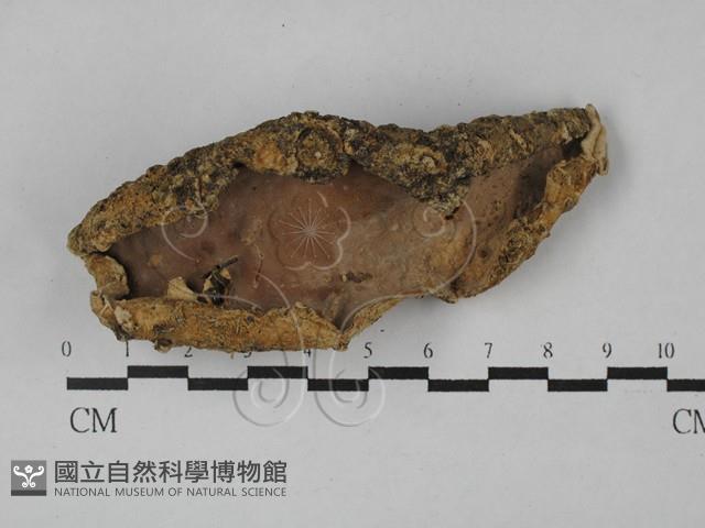 硬孔菌屬藏品圖，第3張