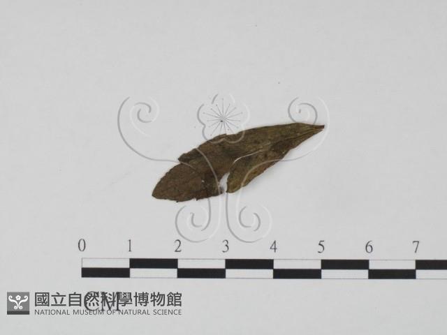 登錄號:F0018905藏品圖，第3張