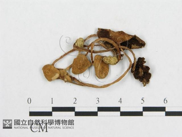 登錄號:F0010905藏品圖，第3張