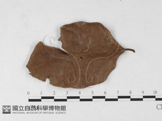 登錄號:F0026905藏品圖，第1張
