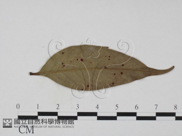 登錄號:F0016905藏品圖，第3張