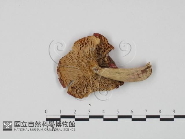 紅菇屬藏品圖，第3張