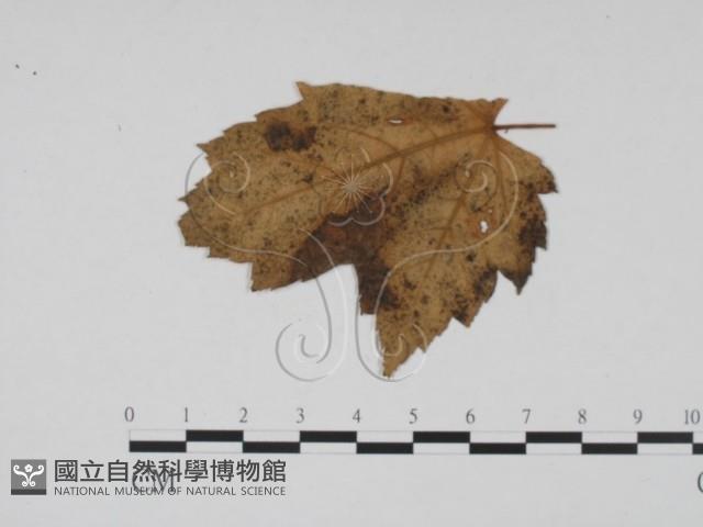 登錄號:F0011905藏品圖，第3張