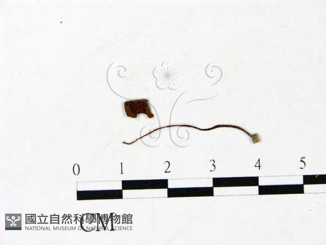 登錄號:F0022905藏品圖，第3張