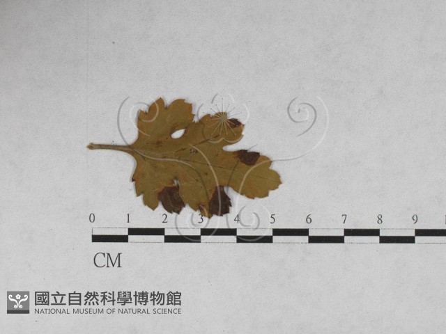 登錄號:F0027905藏品圖，第1張