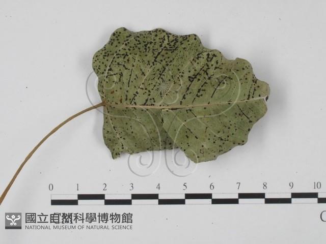 登錄號:F0017905藏品圖，第3張
