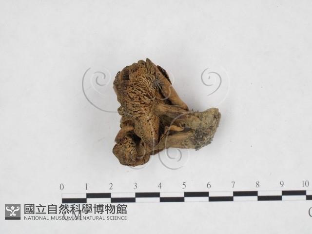 登錄號:F0025905藏品圖，第3張