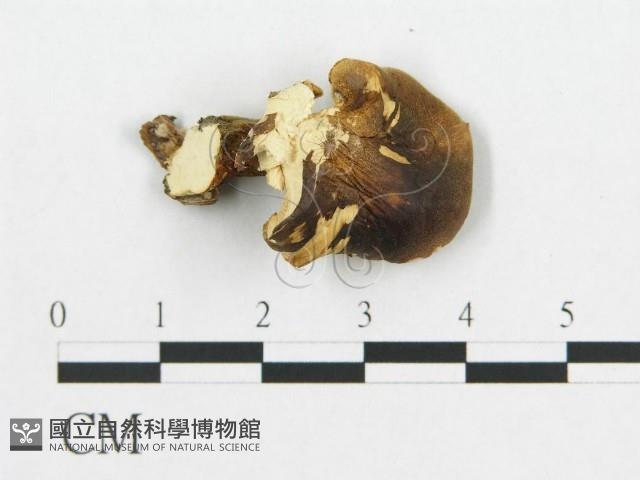 登錄號:F0005905藏品圖，第3張