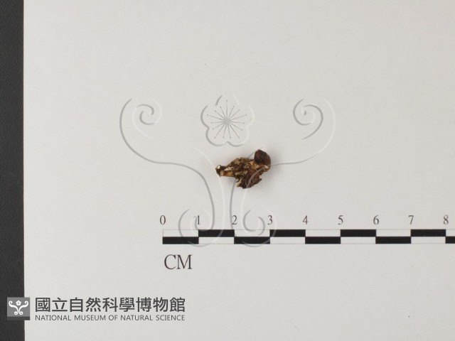 銳孔菌屬藏品圖，第3張