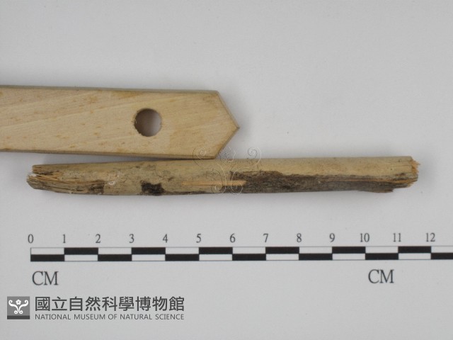 叉絲革菌屬藏品圖，第3張